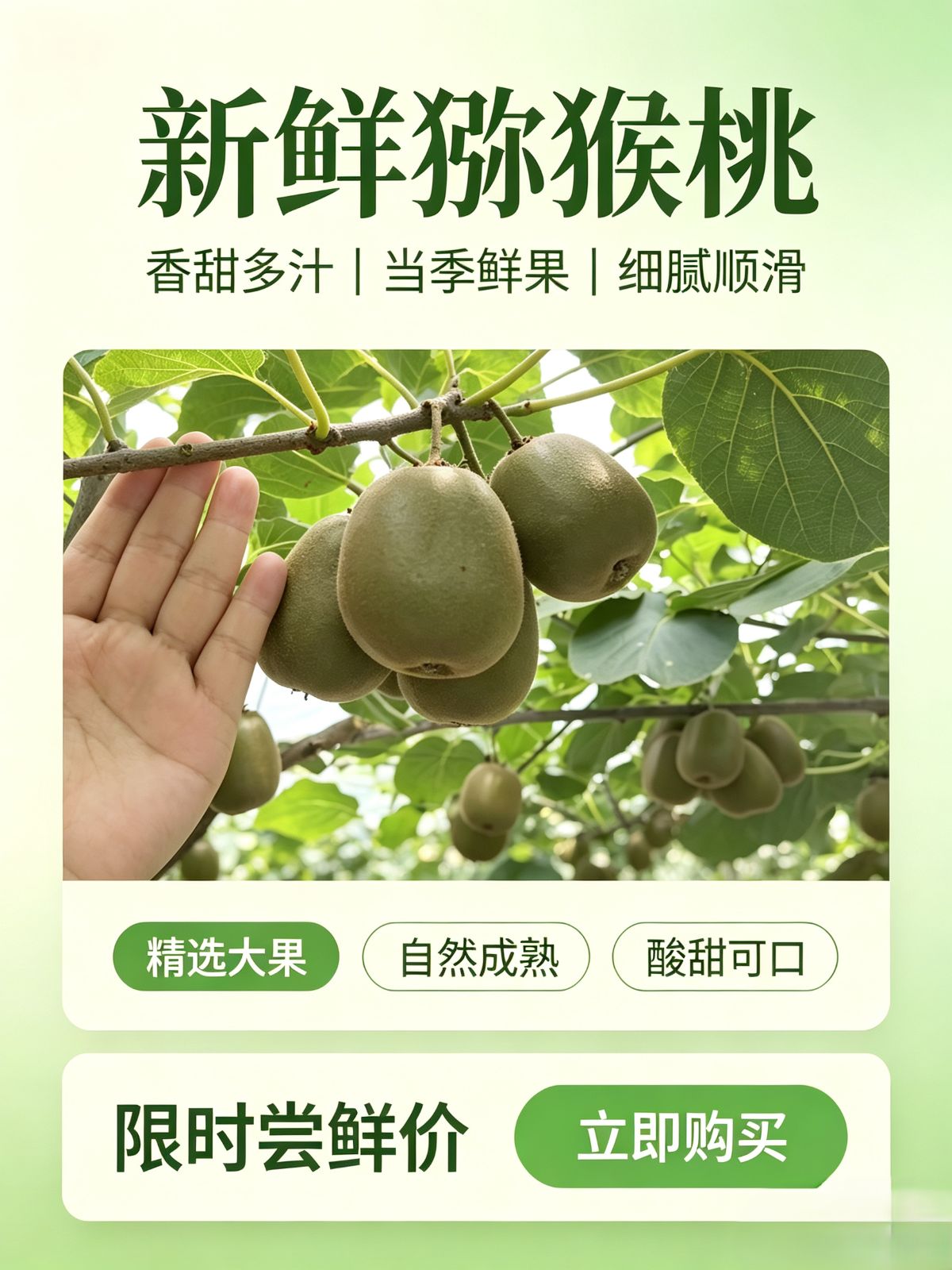 恩施红心猕猴桃 图2