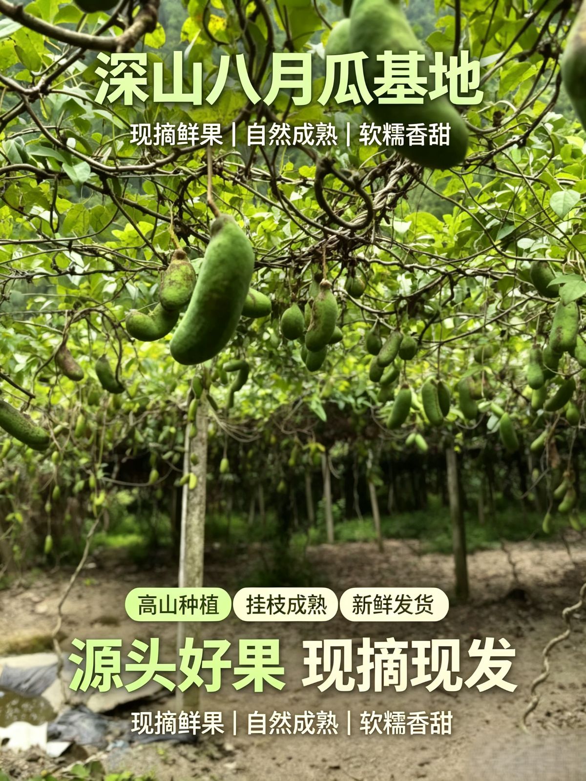 恩施无籽八月瓜 图2