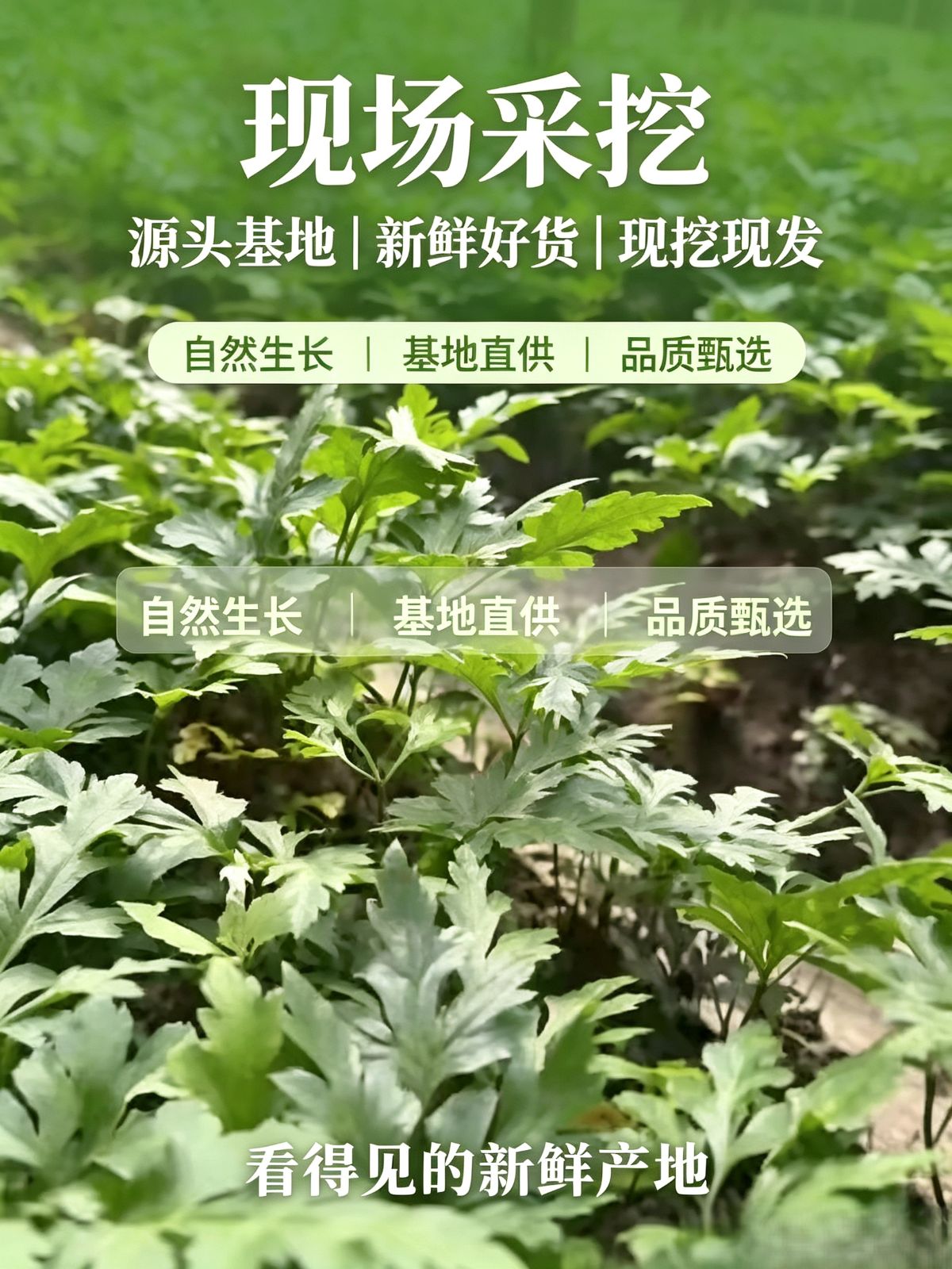 五年期鸡爪黄连・利川 图2